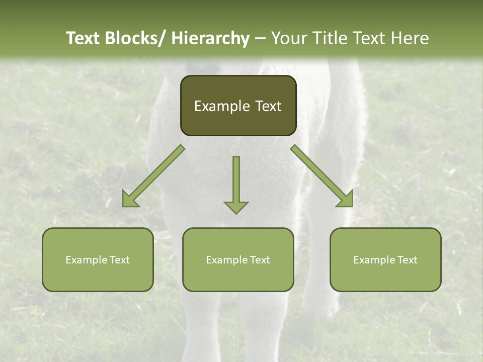 Agri Free Livestock PowerPoint Template