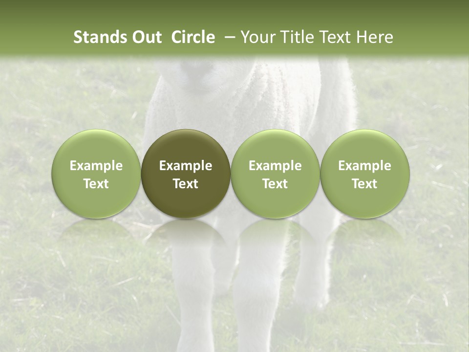 Agri Free Livestock PowerPoint Template