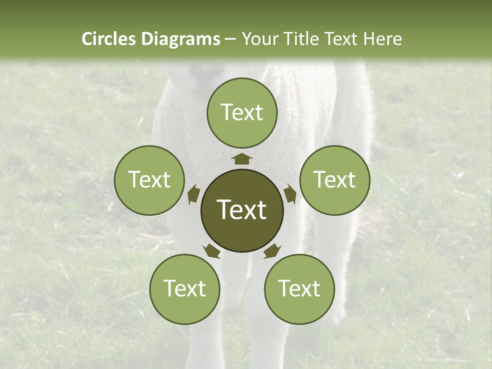 Agri Free Livestock PowerPoint Template