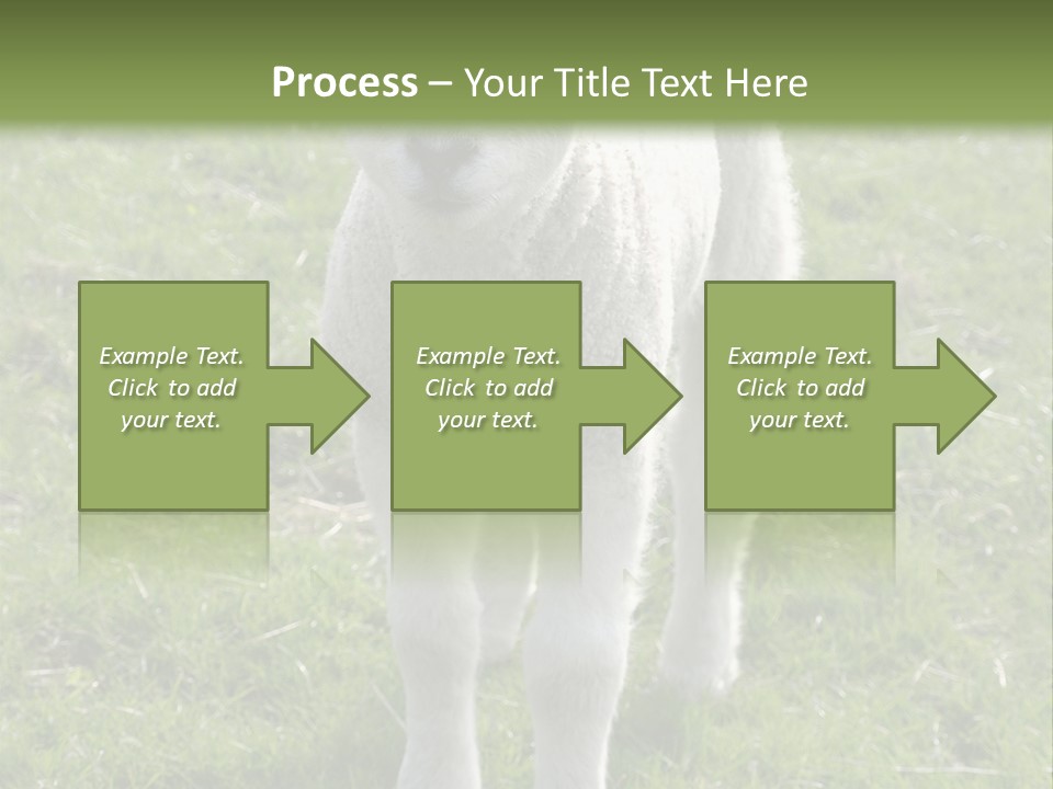 Agri Free Livestock PowerPoint Template