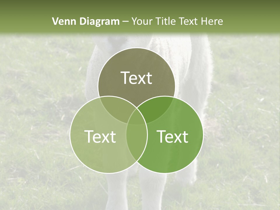 Agri Free Livestock PowerPoint Template