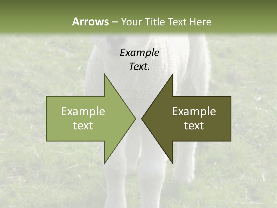 Agri Free Livestock PowerPoint Template