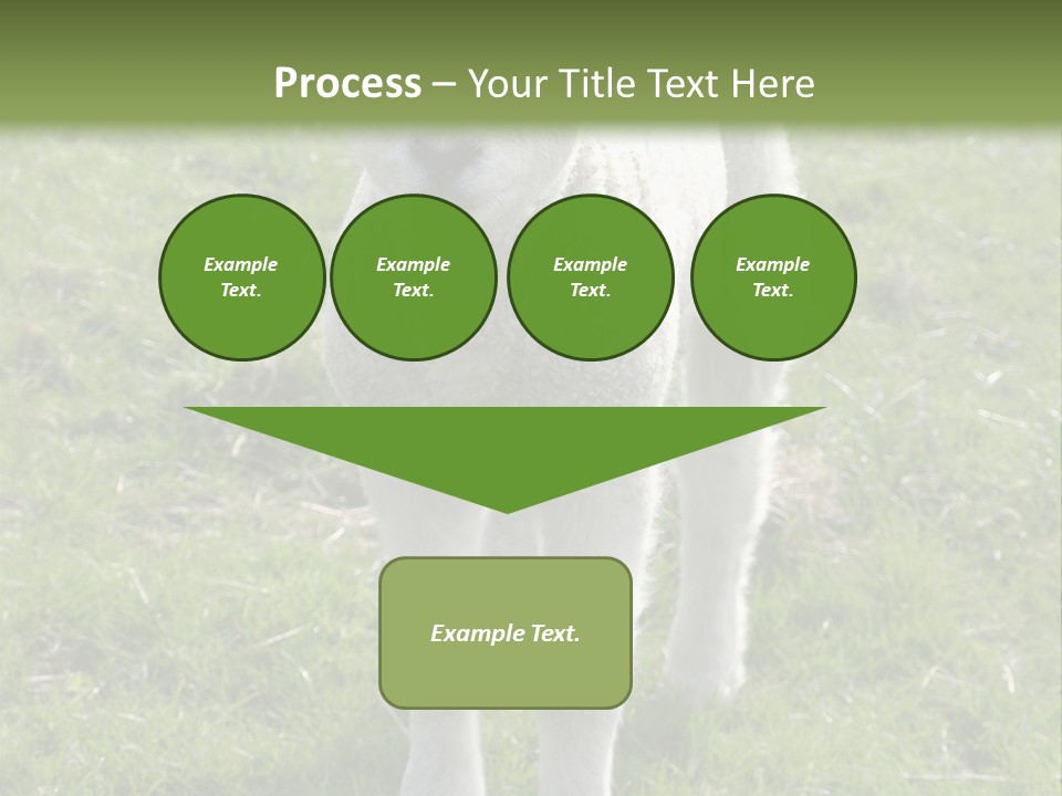 Agri Free Livestock PowerPoint Template