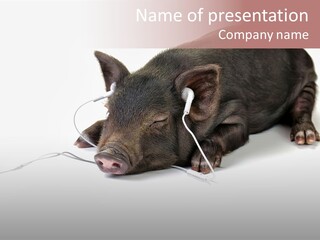 Little Animal Young PowerPoint Template