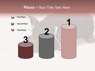 Little Animal Young PowerPoint Template