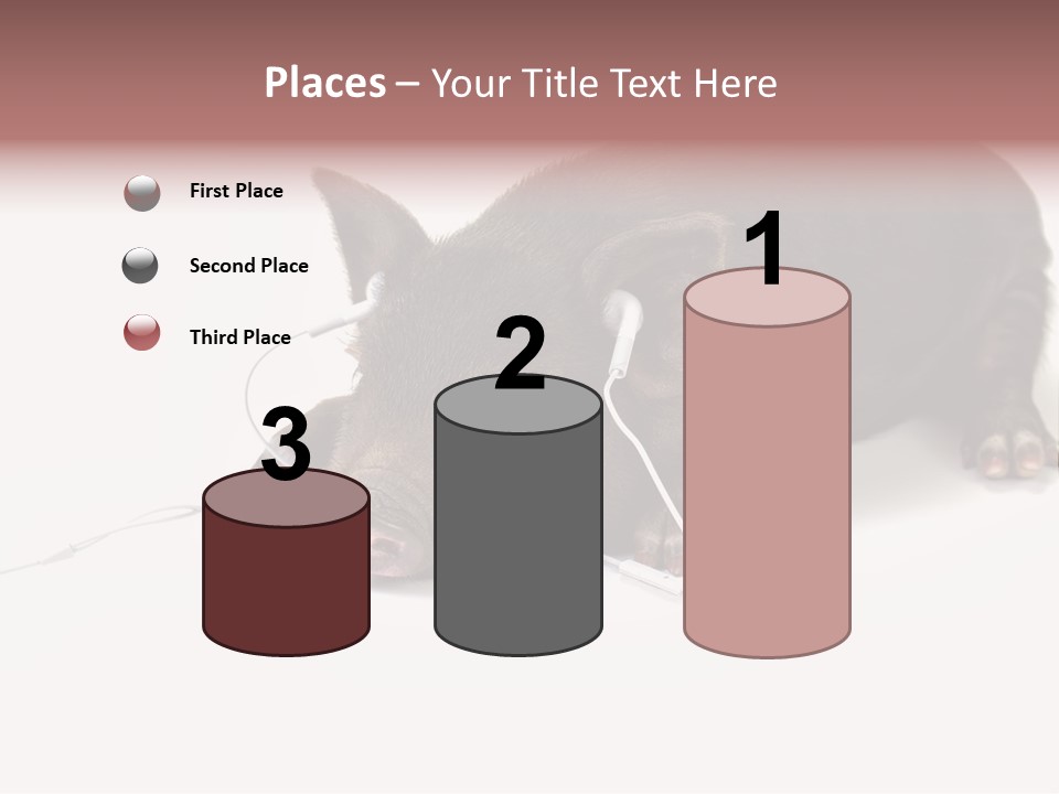 Little Animal Young PowerPoint Template