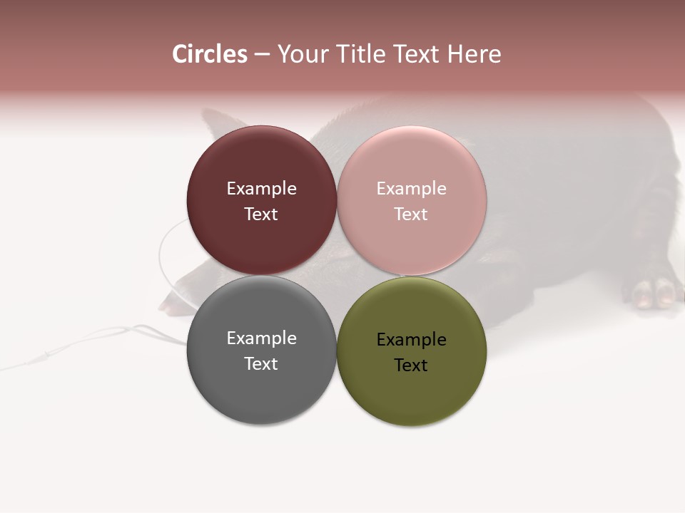 Little Animal Young PowerPoint Template