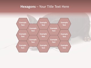 Little Animal Young PowerPoint Template