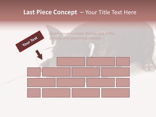 Little Animal Young PowerPoint Template