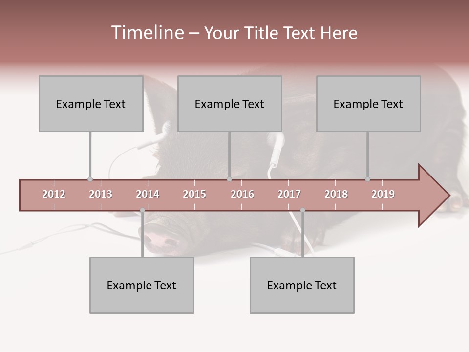Little Animal Young PowerPoint Template