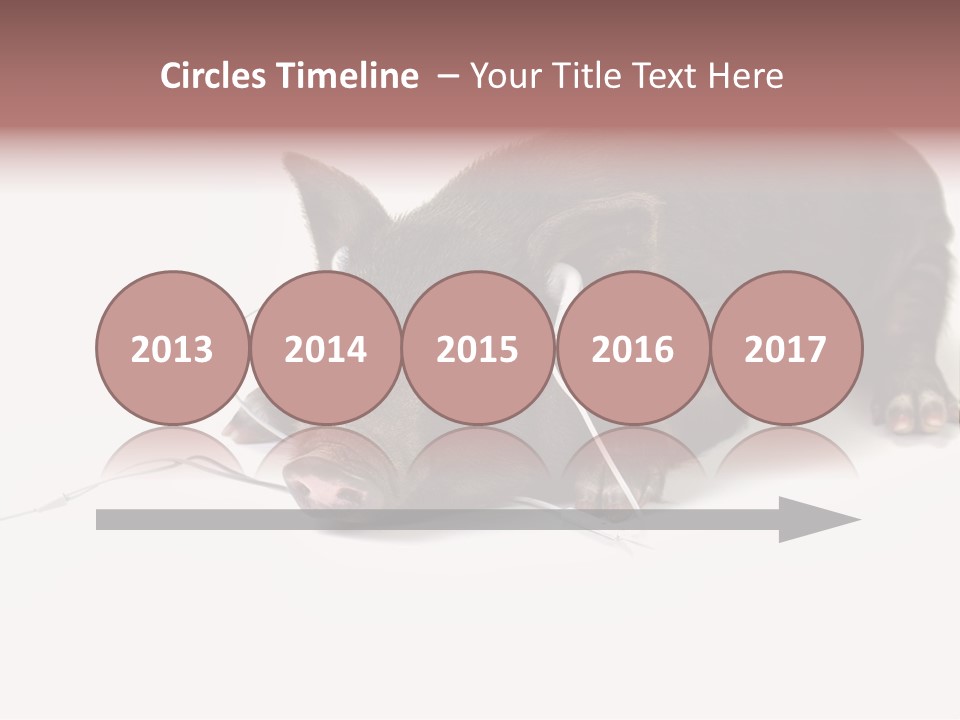 Little Animal Young PowerPoint Template