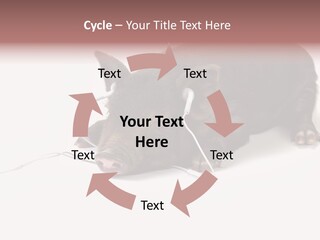 Little Animal Young PowerPoint Template