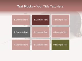 Little Animal Young PowerPoint Template