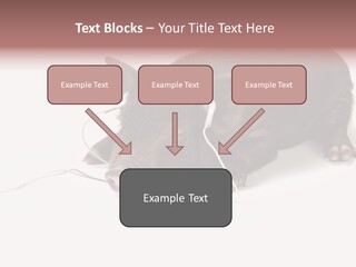 Little Animal Young PowerPoint Template