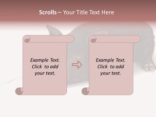 Little Animal Young PowerPoint Template