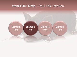 Little Animal Young PowerPoint Template