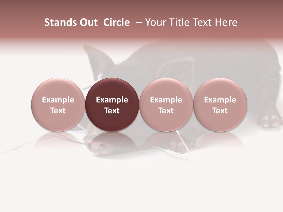 Little Animal Young PowerPoint Template