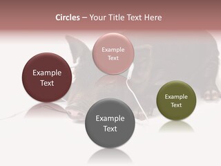 Little Animal Young PowerPoint Template