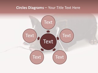 Little Animal Young PowerPoint Template