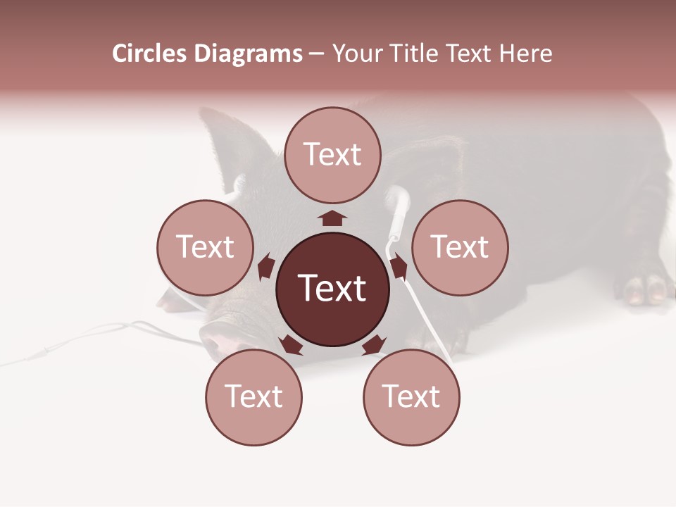 Little Animal Young PowerPoint Template