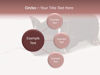Little Animal Young PowerPoint Template