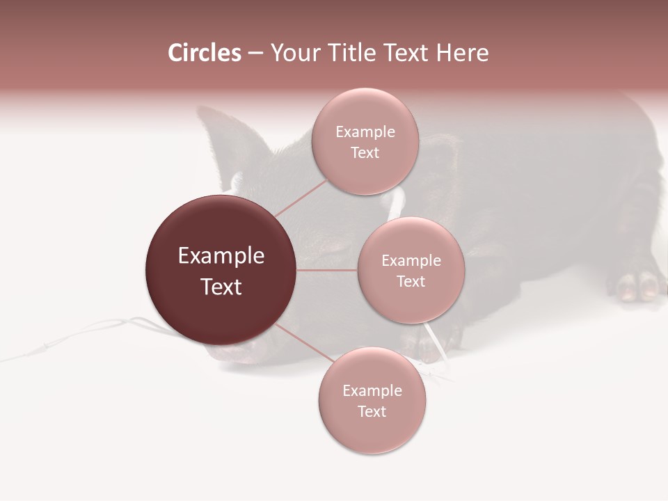 Little Animal Young PowerPoint Template