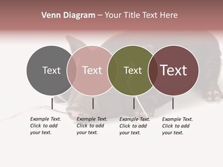 Little Animal Young PowerPoint Template