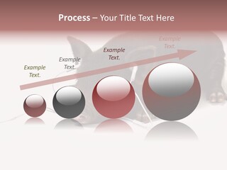 Little Animal Young PowerPoint Template