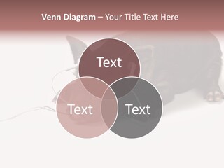 Little Animal Young PowerPoint Template