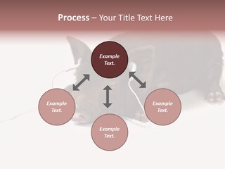 Little Animal Young PowerPoint Template
