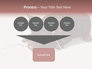 Little Animal Young PowerPoint Template