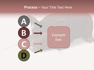 Little Animal Young PowerPoint Template