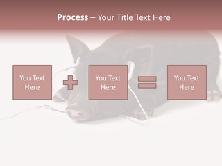 Little Animal Young PowerPoint Template