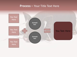 Little Animal Young PowerPoint Template
