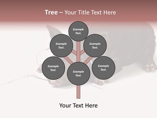 Little Animal Young PowerPoint Template