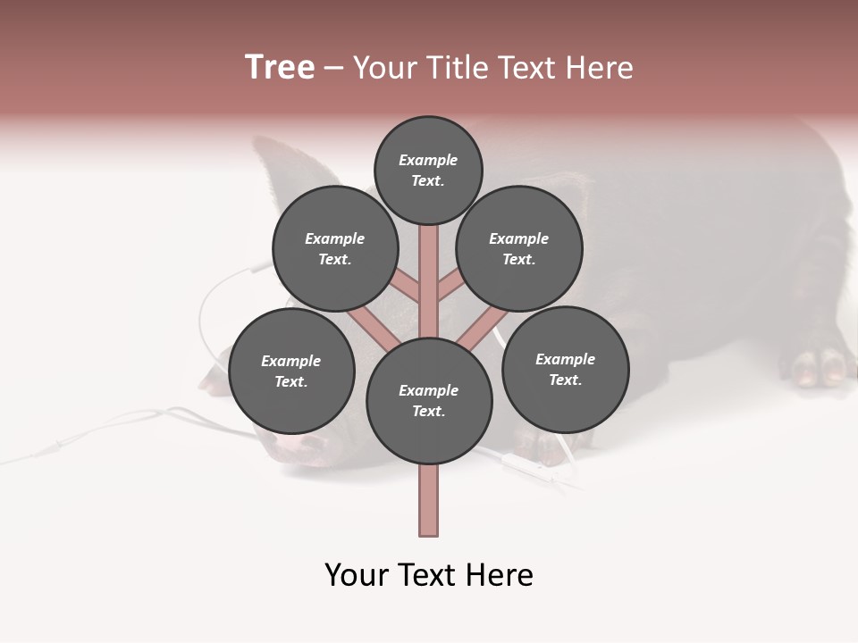 Little Animal Young PowerPoint Template