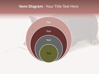 Little Animal Young PowerPoint Template