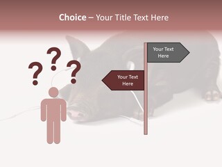 Little Animal Young PowerPoint Template