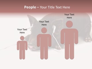 Little Animal Young PowerPoint Template