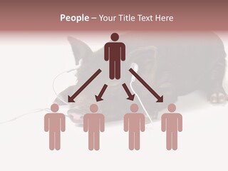 Little Animal Young PowerPoint Template