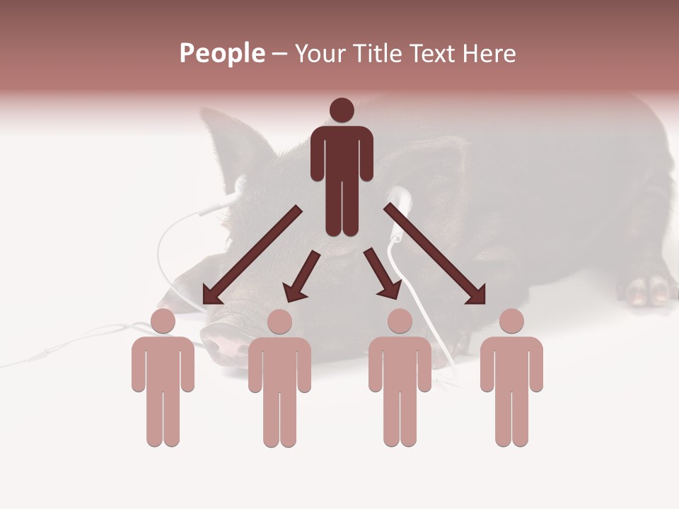 Little Animal Young PowerPoint Template