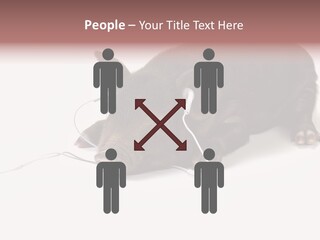 Little Animal Young PowerPoint Template