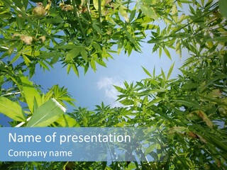 Smoker Culture Marijuana PowerPoint Template