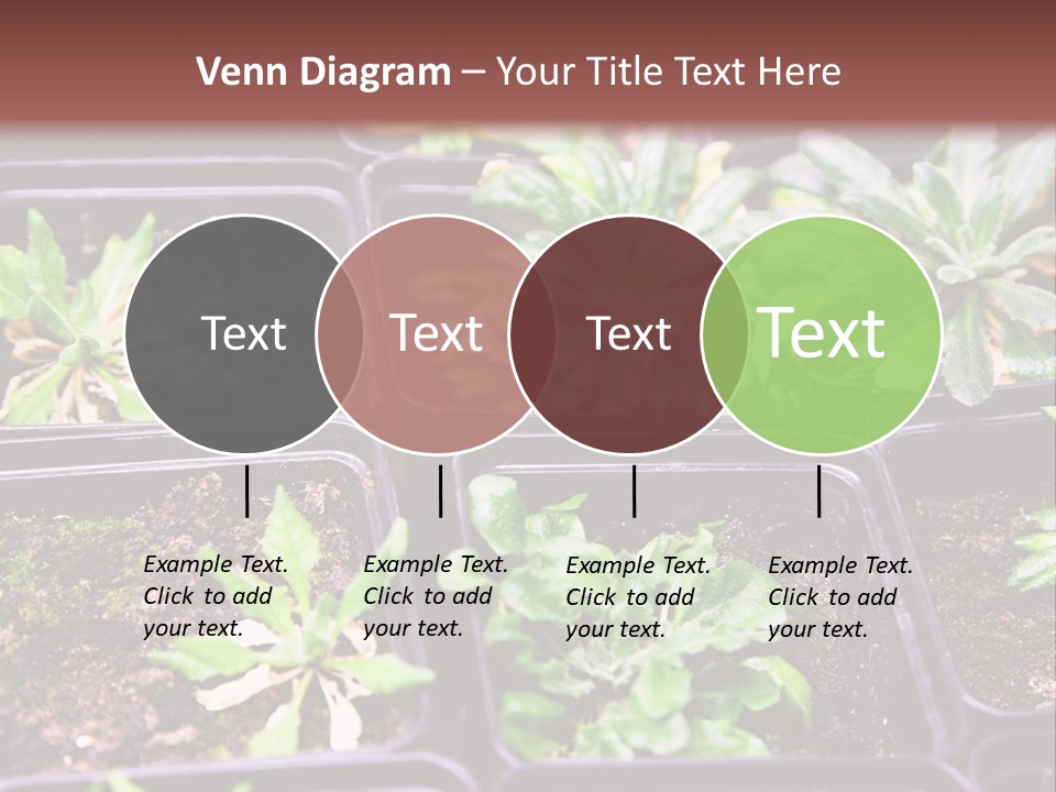 Transgenic Biology Modification PowerPoint Template