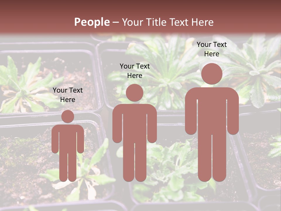Transgenic Biology Modification PowerPoint Template