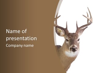 Whitetail Horns Forests PowerPoint Template