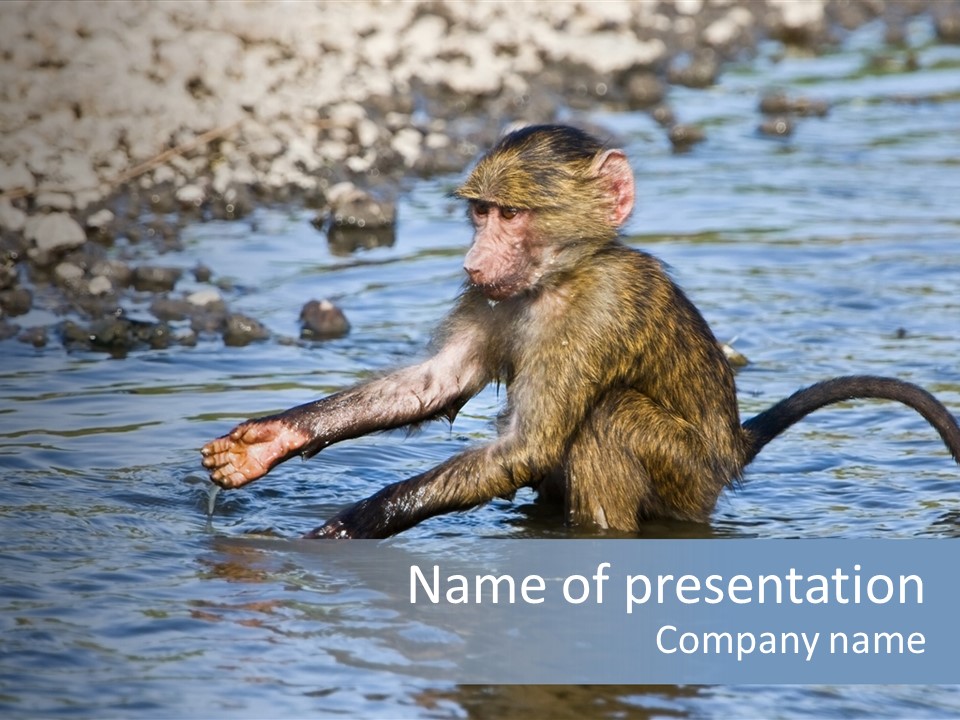 A Monkey Sitting In A Body Of Water PowerPoint Template