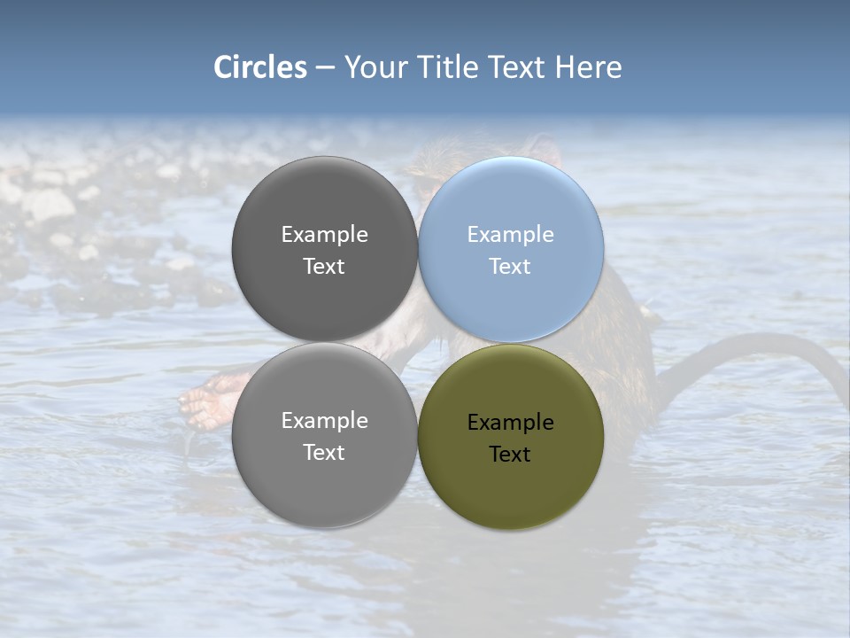 A Monkey Sitting In A Body Of Water PowerPoint Template