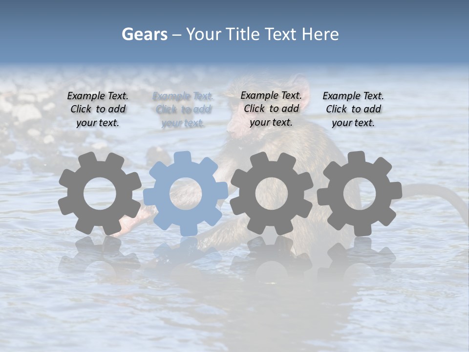 A Monkey Sitting In A Body Of Water PowerPoint Template