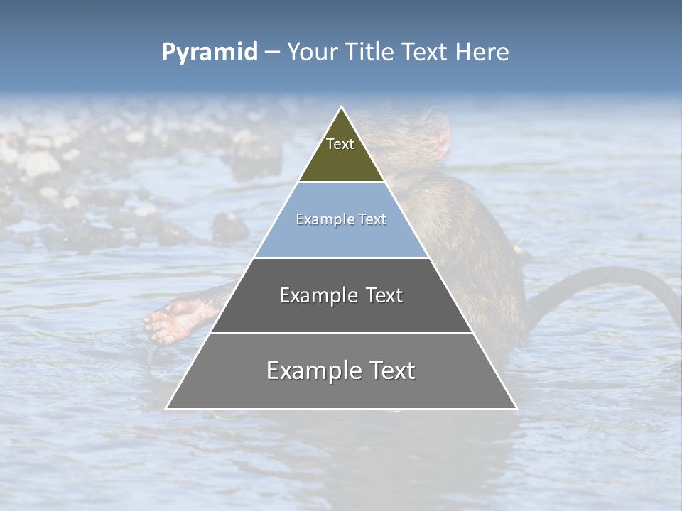 A Monkey Sitting In A Body Of Water PowerPoint Template